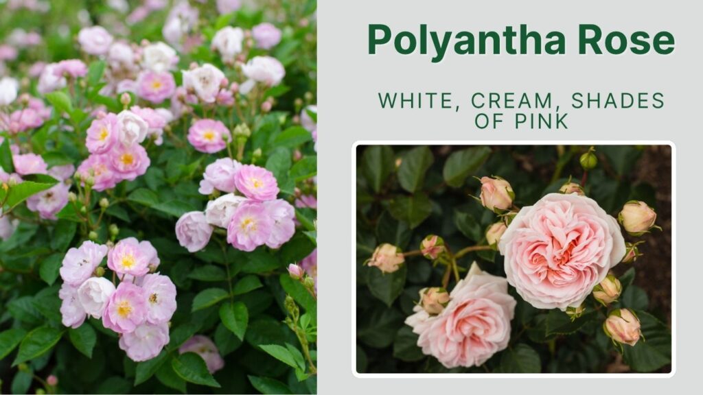 Polyantha Rose