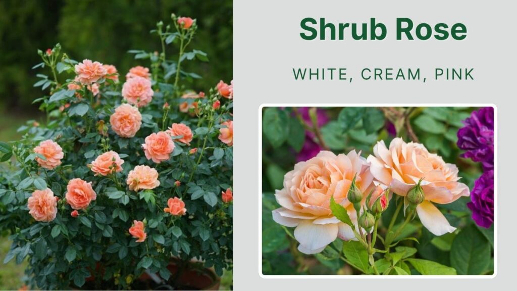 Shrub Rose