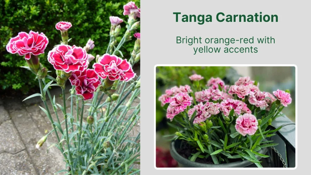 Tanga Carnation