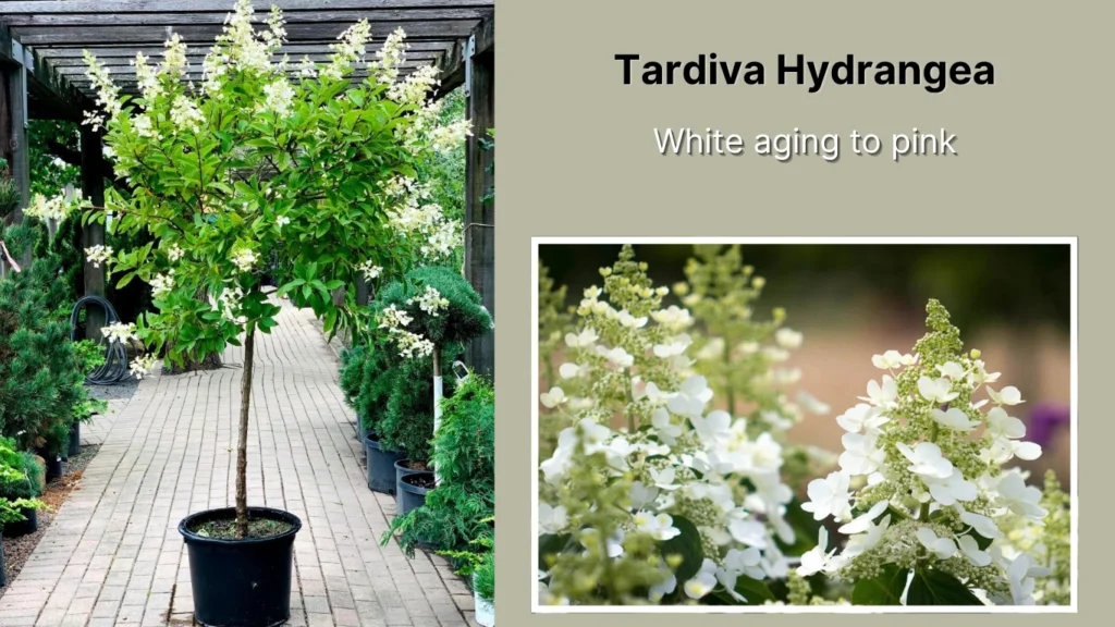 Tardiva Hydrangea