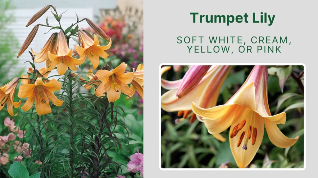 Trumpet Lily