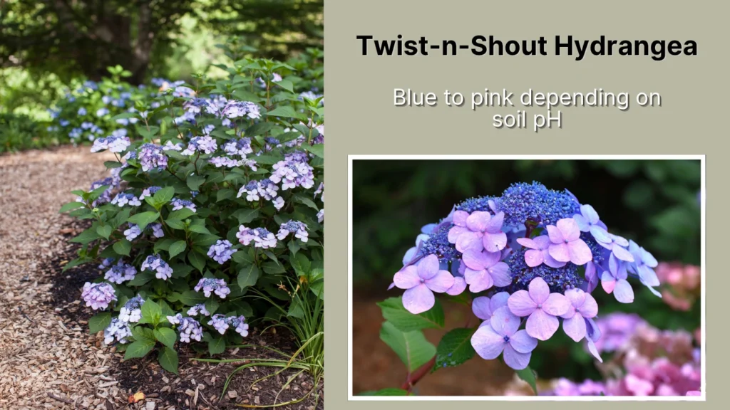 Twist-n-Shout Hydrangea