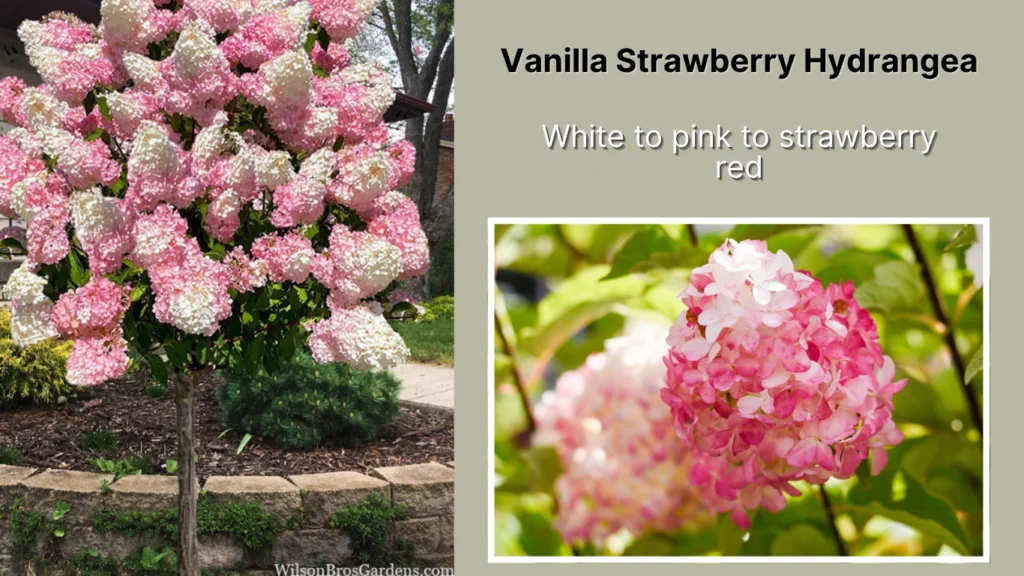Vanilla Strawberry Hydrangea