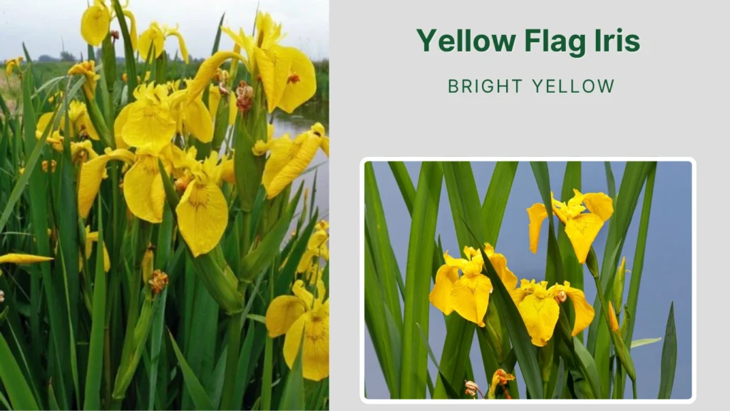 Yellow Flag Iris