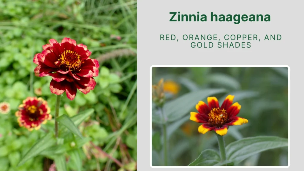 Zinnia haageana