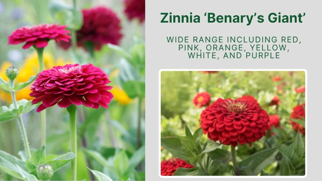 Zinnia ‘Benary’s Giant’