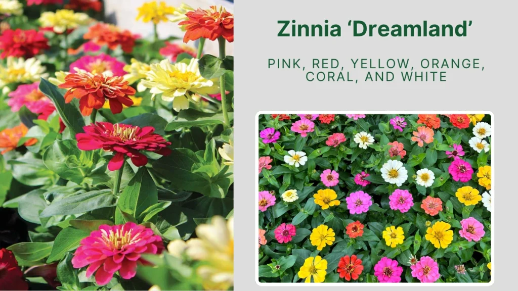 Zinnia ‘Dreamland’