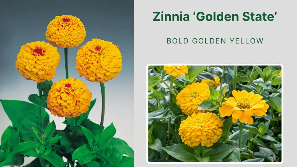 Zinnia ‘Golden State’