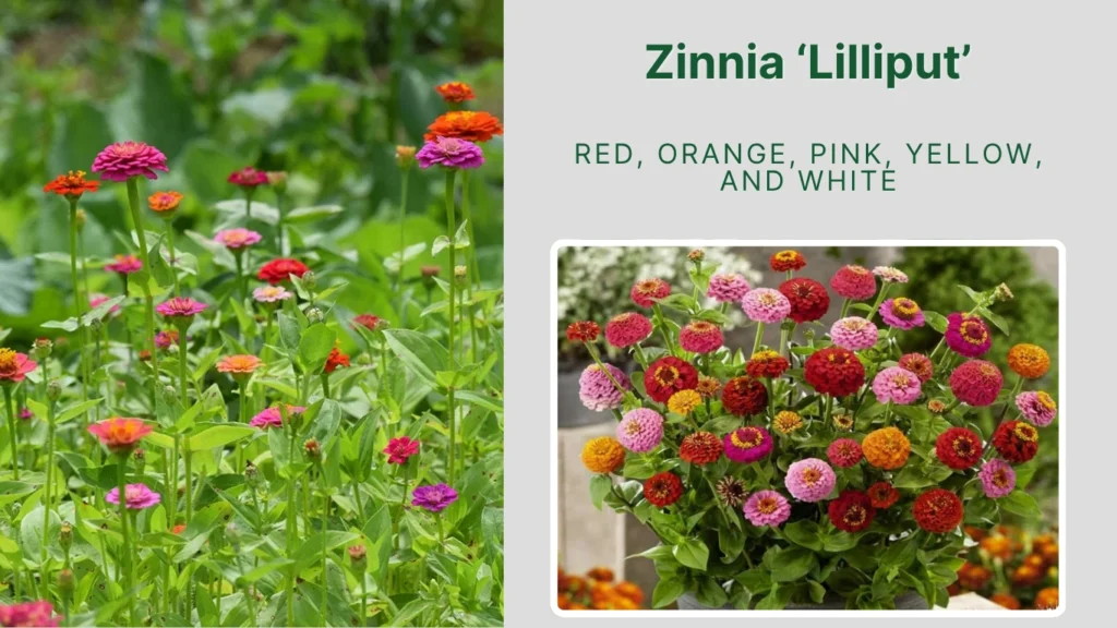 Zinnia ‘Lilliput’