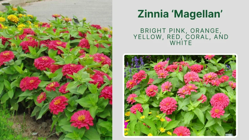 Zinnia ‘Magellan’