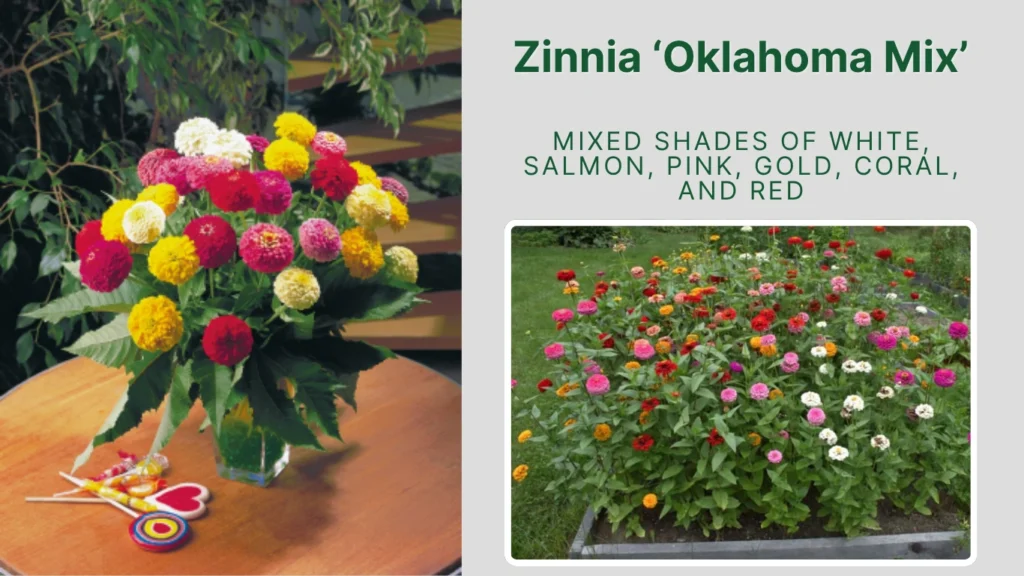 Zinnia ‘Oklahoma Mix’