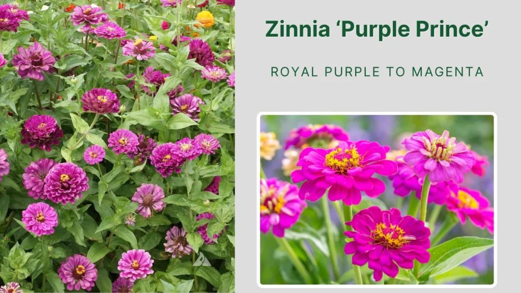 Zinnia ‘Purple Prince’