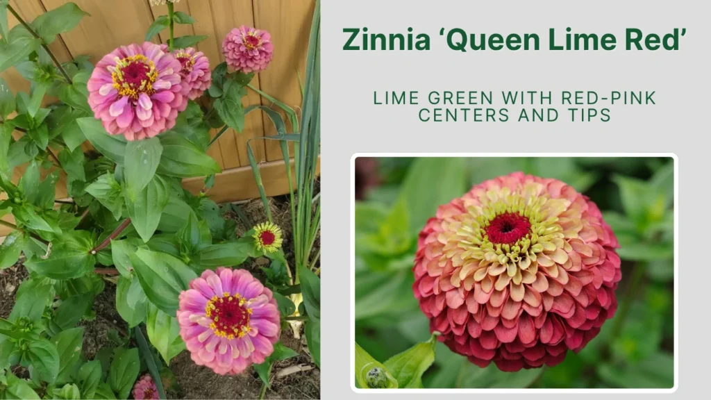 Zinnia ‘Queen Lime Red’