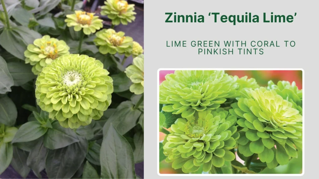 Zinnia ‘Tequila Lime’