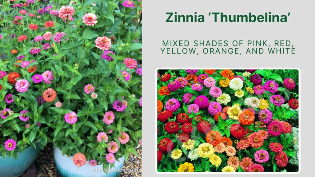 Zinnia ‘Thumbelina’