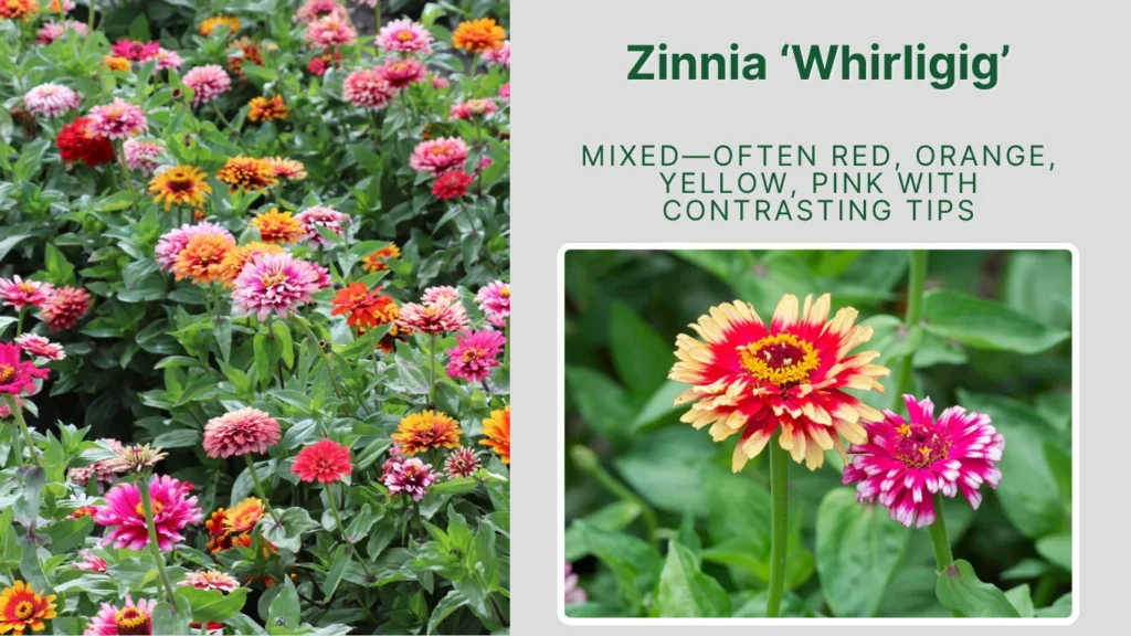 Zinnia ‘Whirligig’