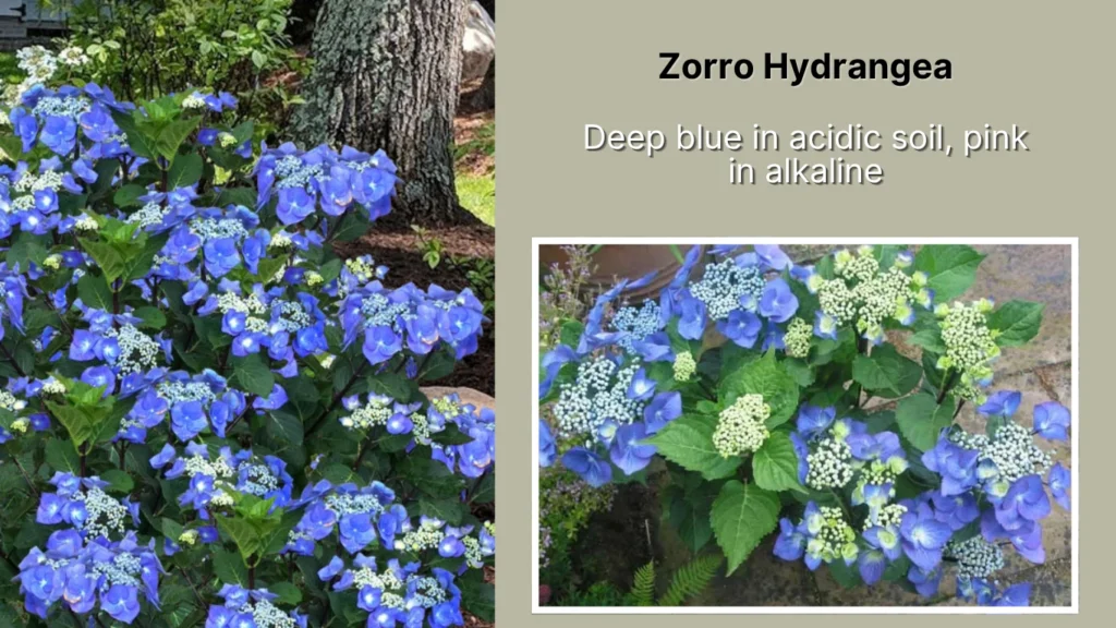 Zorro Hydrangea