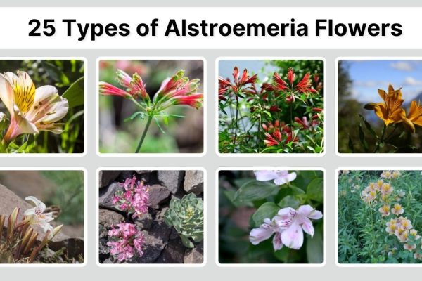 25 Types of Alstroemeria Flowers: Color Patterns, Blooming Season, ID with Pictures