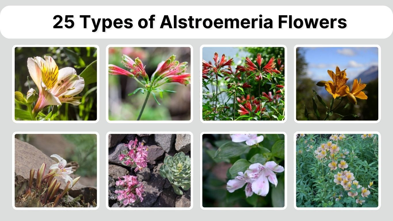 25 Types of Alstroemeria Flowers: Color Patterns, Blooming Season, ID with Pictures