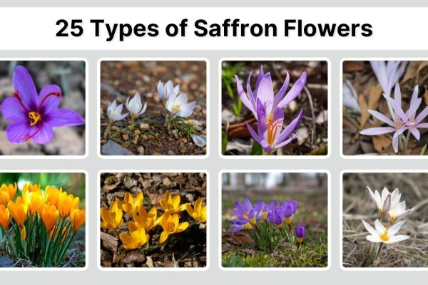 25 Types of Saffron Flowers (Crocus Species Names & Guide)