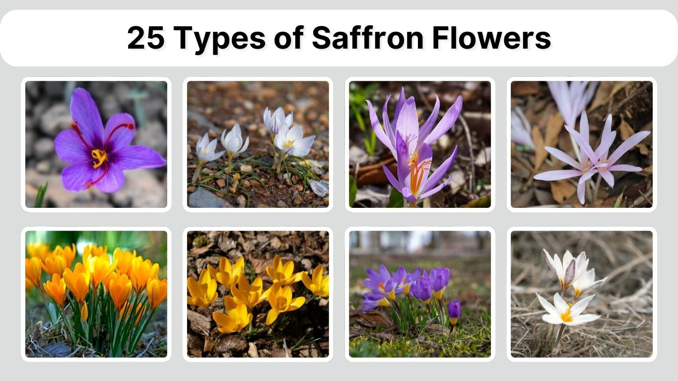25 Types of Saffron Flowers (Crocus Species Names & Guide)