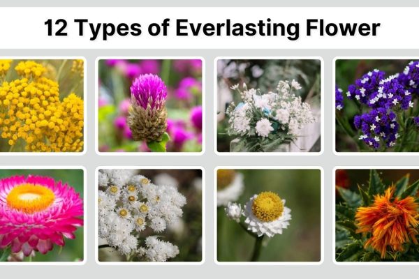 12 Types of Everlasting Flower: Species Identification with Pictures