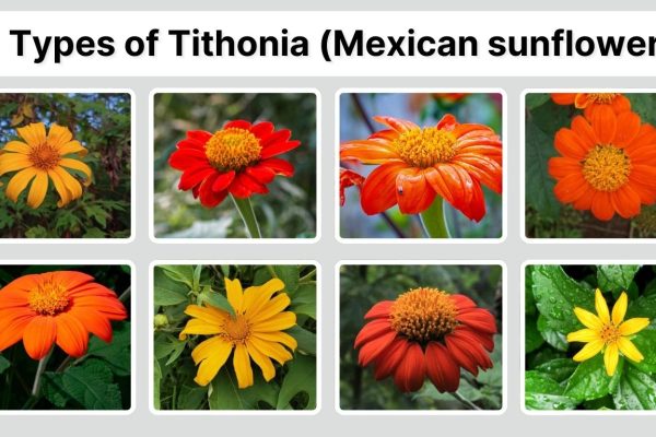 11 Types of Tithonia (Mexican sunflower): Identification with Pictures