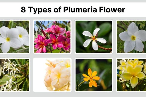 8 Types of Plumeria Flower: Identification with Pictures