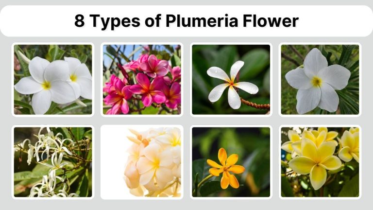 8 Types of Plumeria Flower: Identification with Pictures