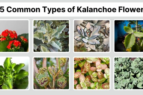 25 Common Types of Kalanchoe Flowers: Identification with Pictures