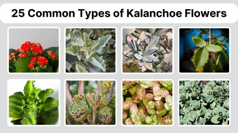 25 Common Types of Kalanchoe Flowers: Identification with Pictures