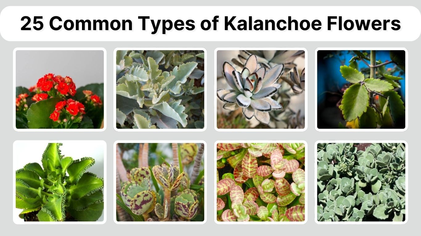 25 Common Types of Kalanchoe Flowers: Identification with Pictures