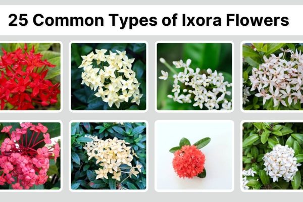 25 Common Types of Ixora Flowers: Identification with Pictures