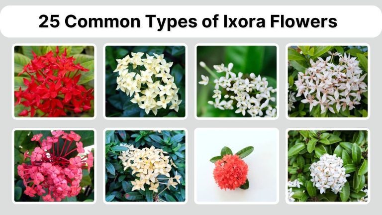 25 Common Types of Ixora Flowers: Identification with Pictures
