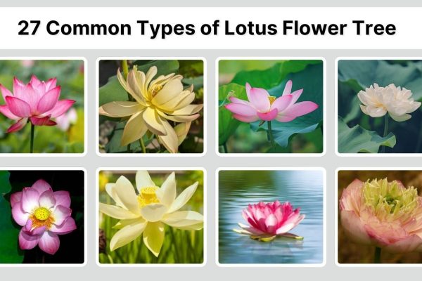 27 Common Types of Lotus Flower Tree: Identification with Picture