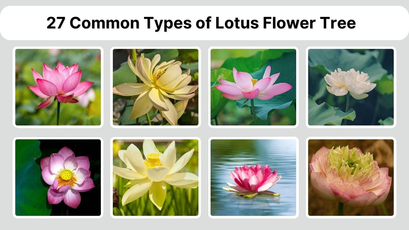 27 Common Types of Lotus Flower Tree: Identification with Picture