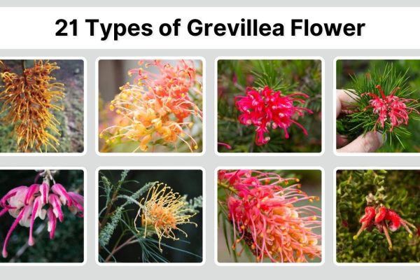 21 Types of Grevillea Flower: Identification with Picture