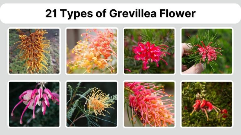 21 Types of Grevillea Flower: Identification with Picture
