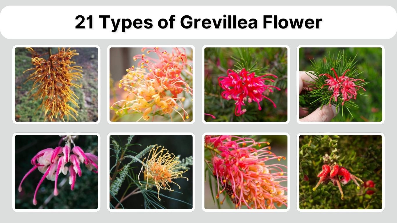 21 Types of Grevillea Flower: Identification with Picture