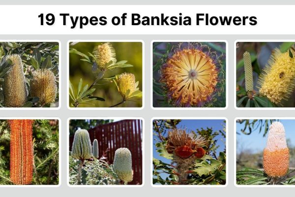 19 Types of Banksia Flowers: Identification with Picture