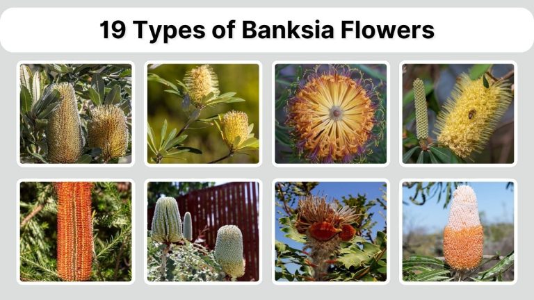 19 Types of Banksia Flowers: Identification with Picture