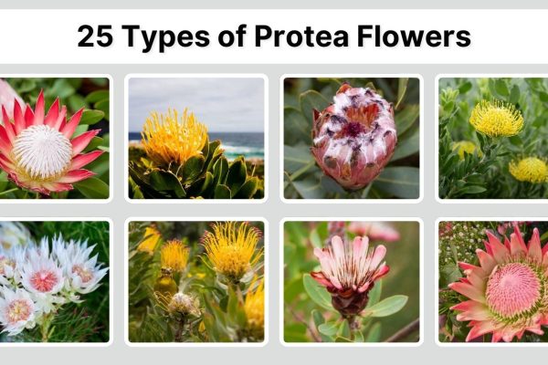25 Types of Protea Flowers: Species Identification with Pictures