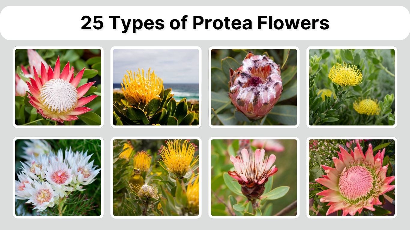 25 Types of Protea Flowers: Species Identification with Pictures