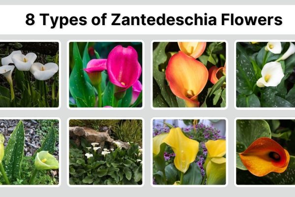 8 Types of Zantedeschia Flowers: Species  Identification with Pictures  