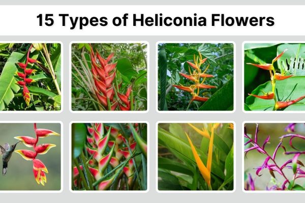15 Types of Heliconia Flowers: Different Species Identification with Pictures