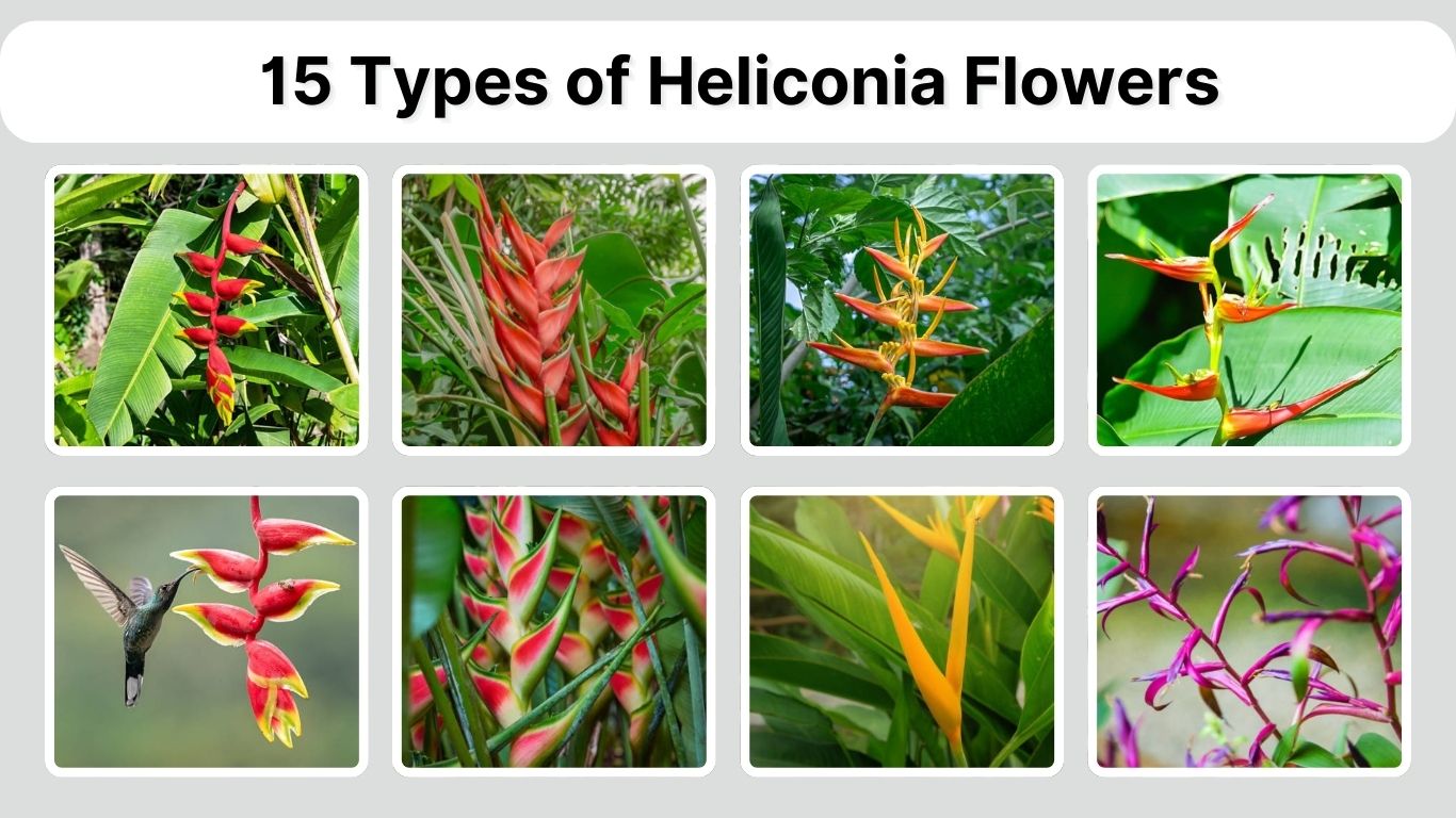 15 Types of Heliconia Flowers: Different Species Identification with Pictures
