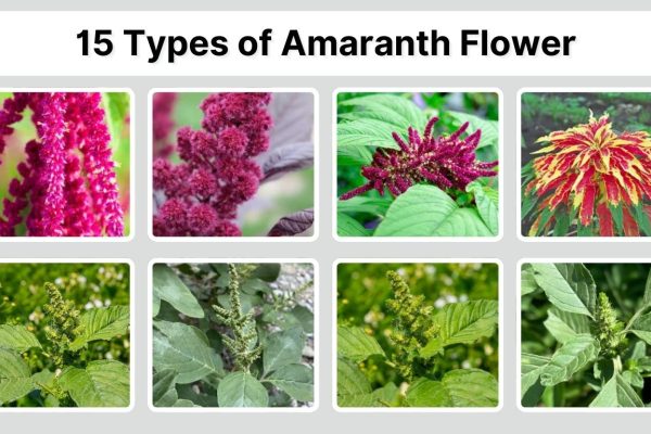 15 Types of Amaranth Flower: Identification with Picture
