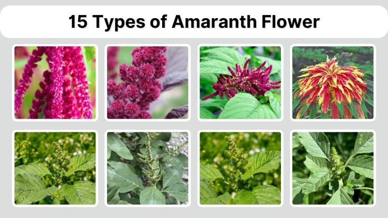 15 Types of Amaranth Flower: Identification with Picture