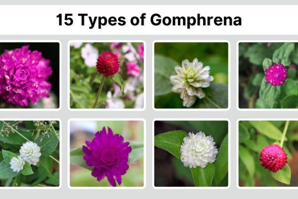 15 Types of Gomphrena: Identification with Picture