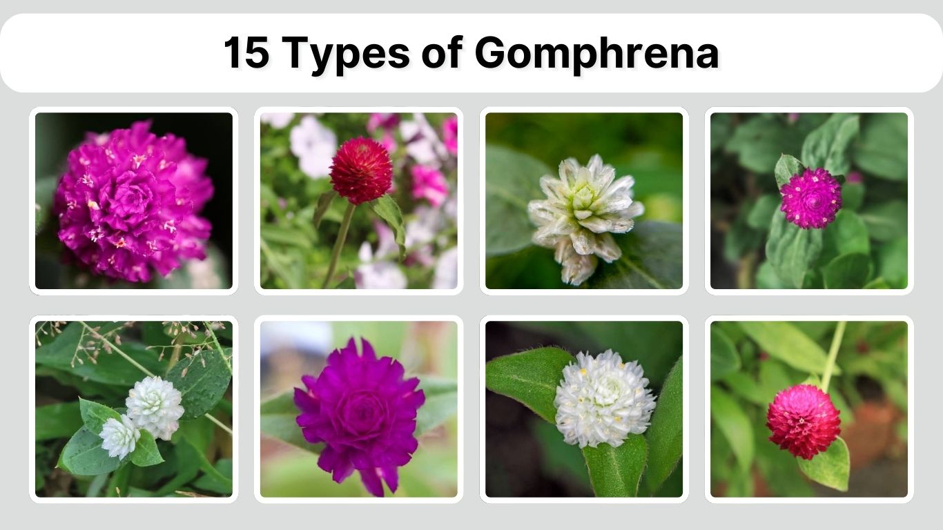 15 Types of Gomphrena: Identification with Picture